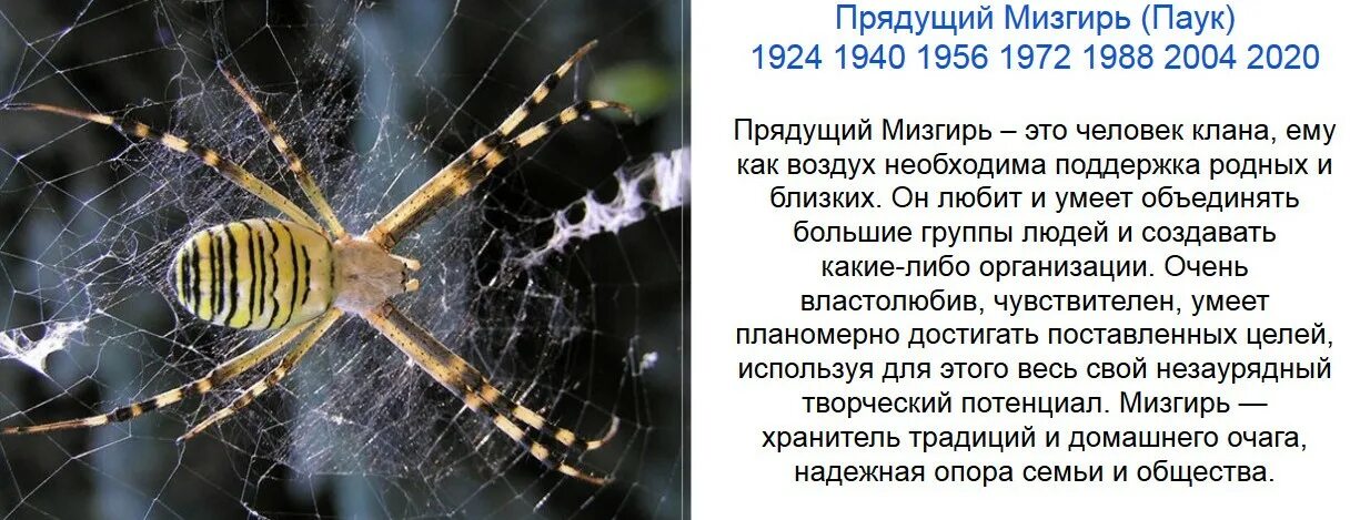 прядущий мизгирь тотем. славянский гороскоп года. паук по славянскому гороскопу. мизгирь по славянскому календарю характеристика человека. прядущий мизгирь по славянскому календарю.