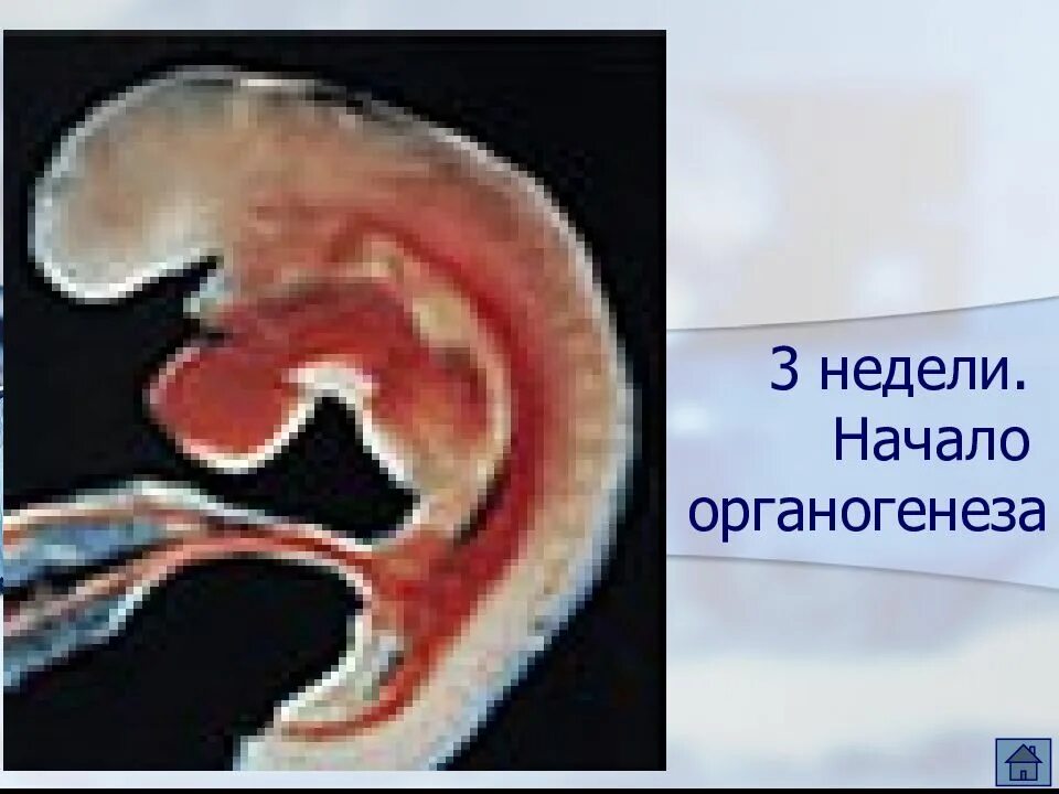 Ребёнок на 5 неделе беременности. Схема развития эмбриона человека по неделям. Плод 9-10 акушерских недель беременности. Человеческий зародыш 5 недель. Ребёнок на 5 неделе беременности.