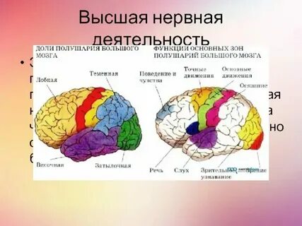 Рефлексы полушарий мозга человека