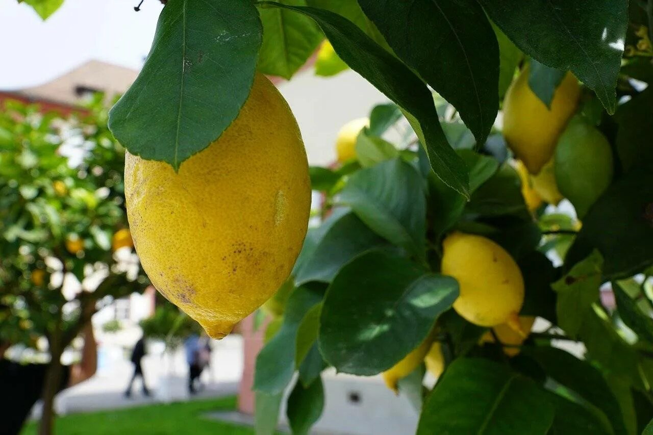 Лимон растет в россии. Lemon Tree (лимонное дерево). Лимон Новогрузинский. Цитрон цитрусовые. Лимонное дерево (30 см без плодов).
