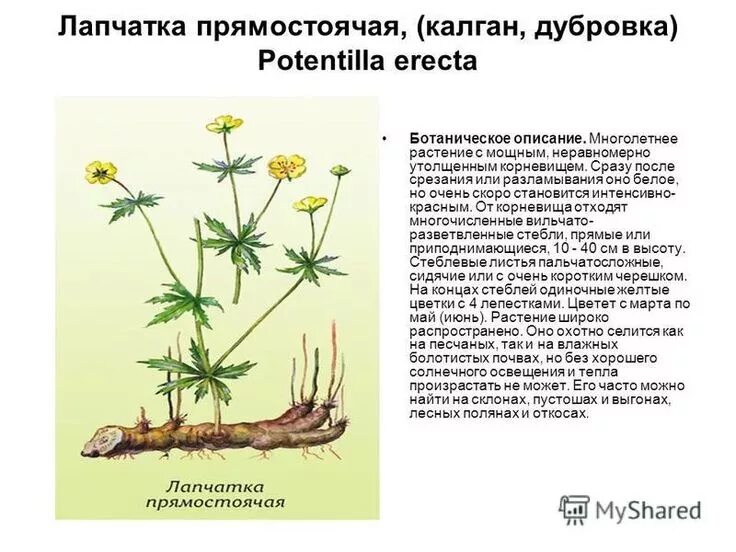 Как выглядит калган цветок Трава-калган для мега-СТОЯК-а (in search of Kalgan) YouTube