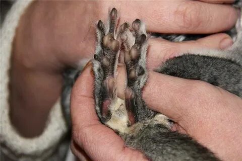 Лапы шиншиллы