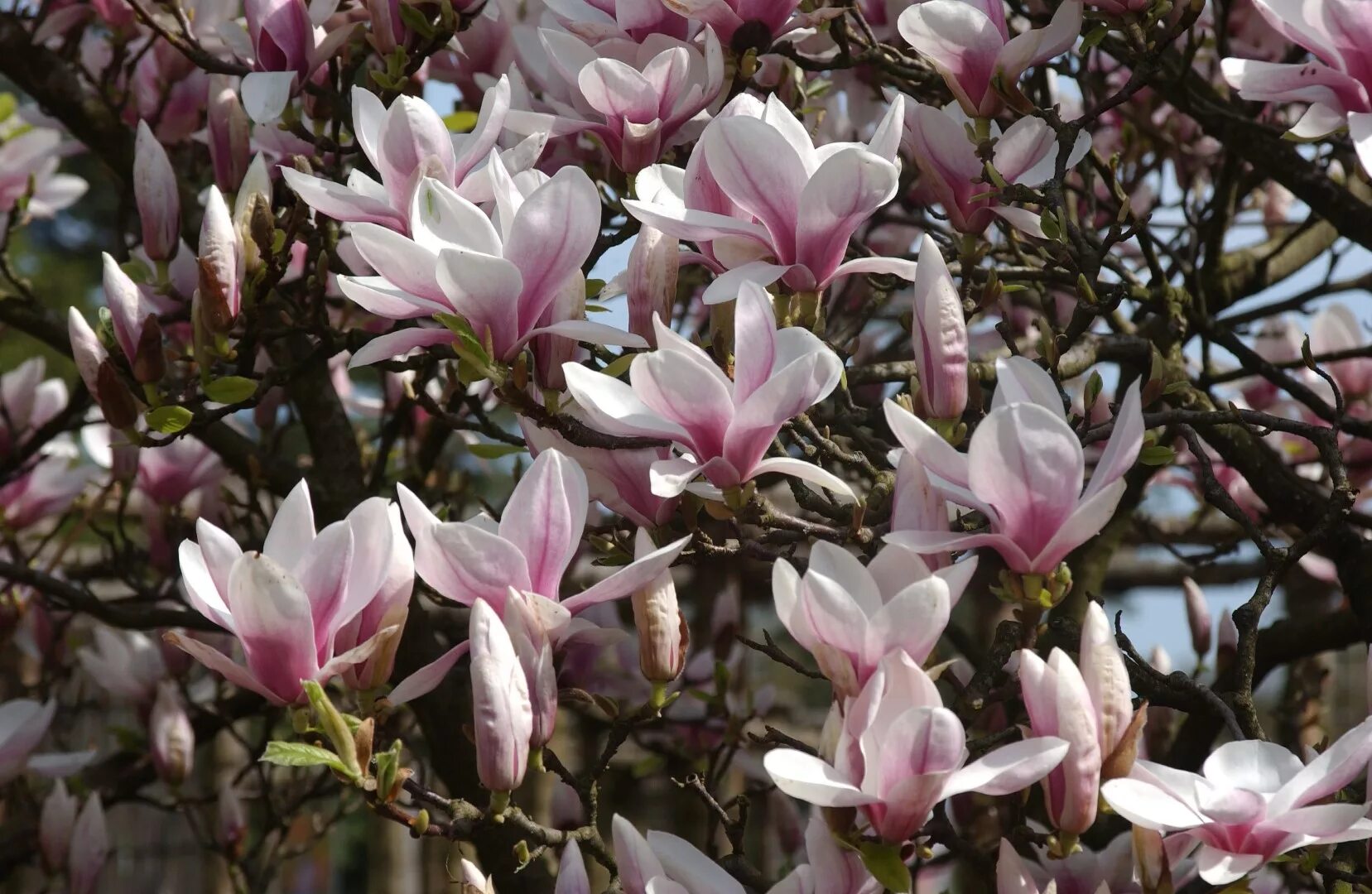 Магнолия цветы купить. Магнолия soulangeana. Магнолия Суланжа (Magnolia soulangeana). Магнолия Суланжа Rustica rubra.