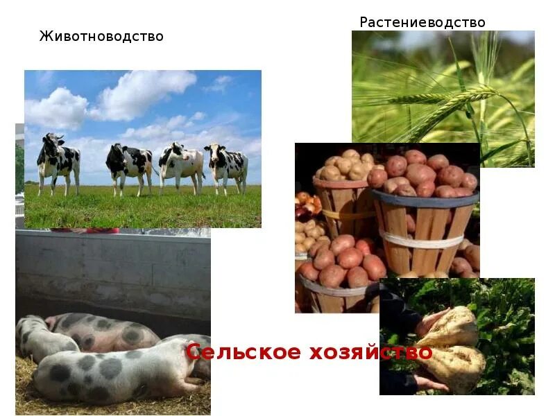 Подотрасли растениеводства и животноводства. Растениеводство и животноводство. отрасли растениеводства и животноводства. полеводство животноводство. растениеводство животноводство промышленность.