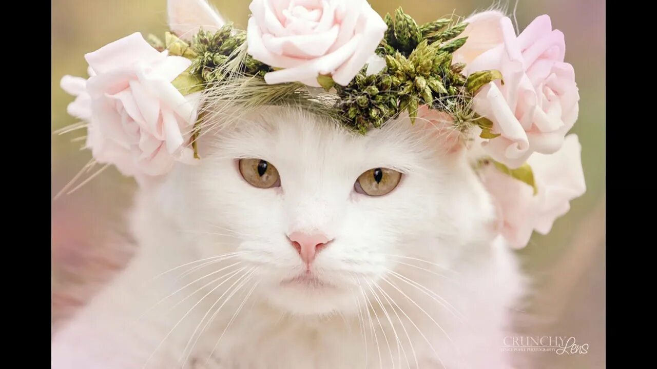 белые котики с цветами. белый кот и цветы. белые котики с цветами. кот с букетом цветов. белые котики с цветами.