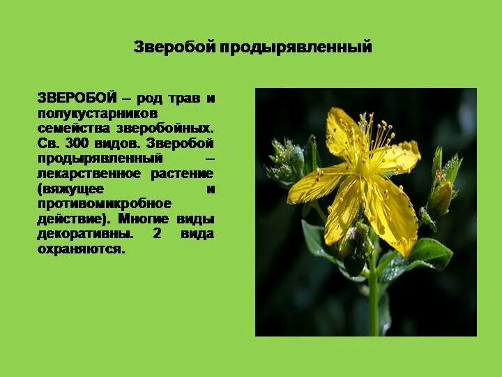 Лекарственные травы зверобой. Вьюн растение зверобой. Текст зверопой. Текст зверопой. Зверобой аптечный.