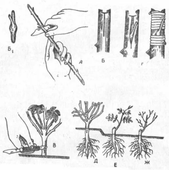Черенки роз укоренение весной. Размножение пиона отводками. Черенкование жимолости осенью. Укоренение черенков розы весной.