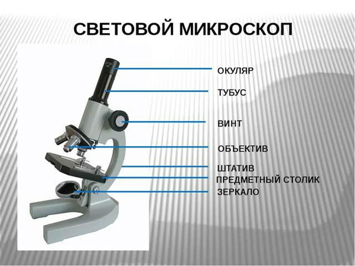 Какую функцию выполняет основание светового микроскопа. Биология 5 кл строение микроскопа. Строение светового микроскопа 5 класс биология. Микроскоп строение микроскопа. Микроскоп строение светового микроскопа.