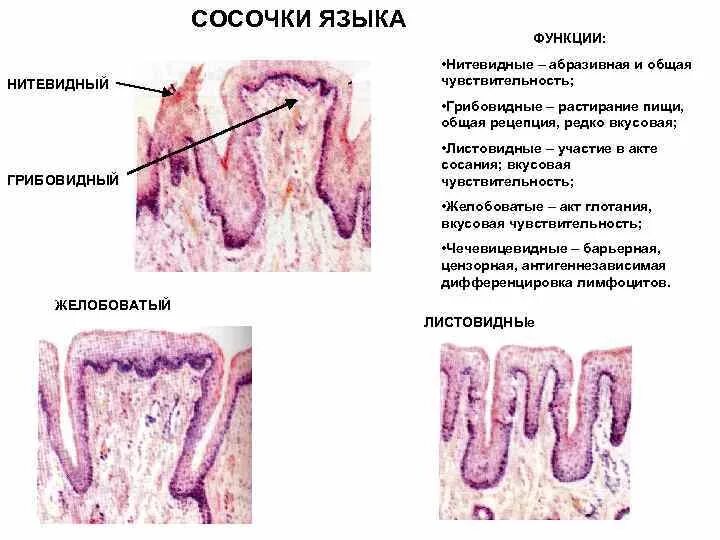 Локализация слизистой оболочки. Функции желобовидных сосочков. Грибовидные сосочки языка вкусовые почки. Листовидный сосочек языка гистология. Функции листовидных сосочков языка.