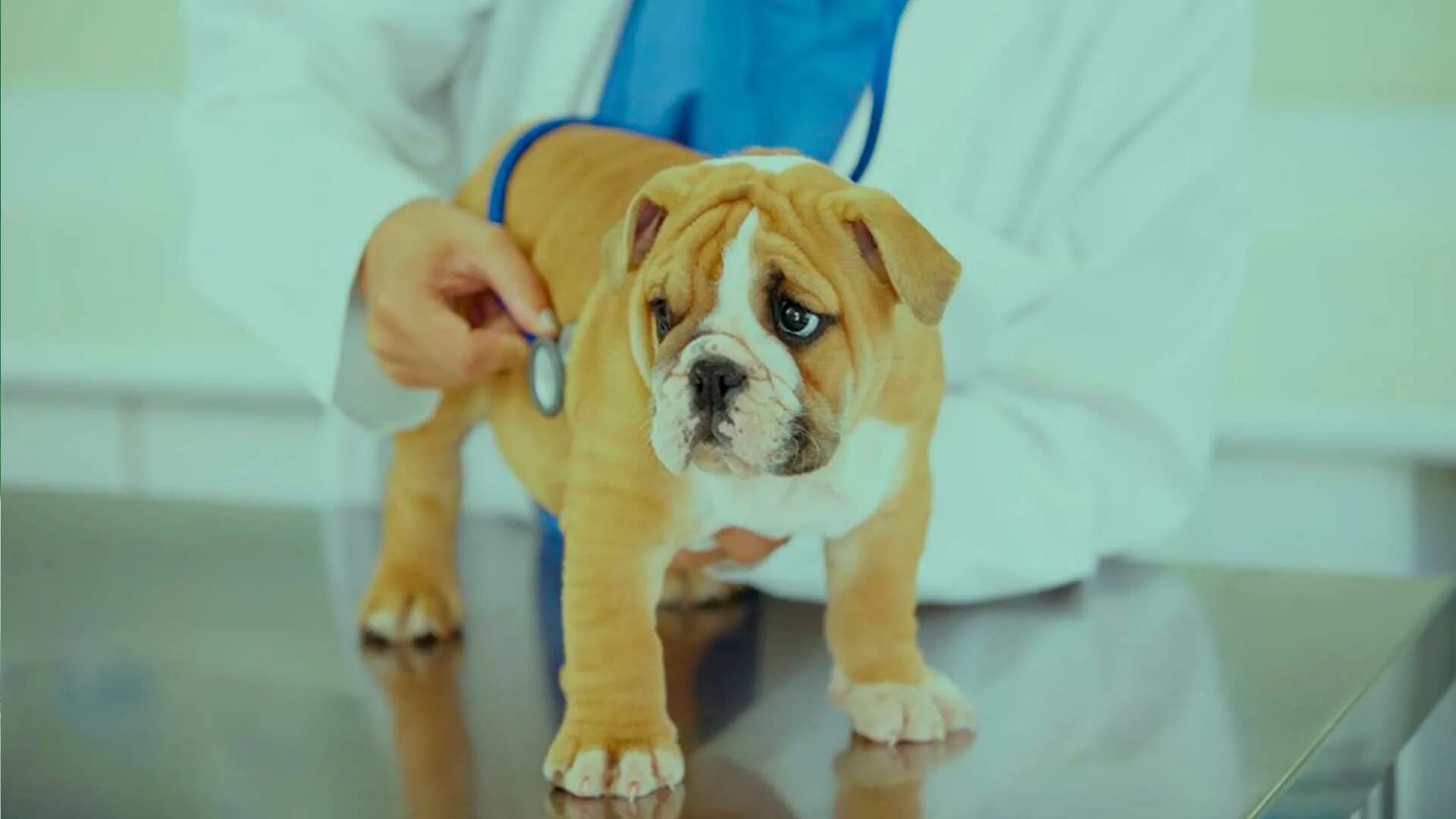 Сердечная недостаточность у собак симптомы и лечение. Сердечная недостаточность у собак симптомы и лечение. Осмотр ретривера. Исследование сердца собаки. Симптомы сердечной недостаточности у собак.