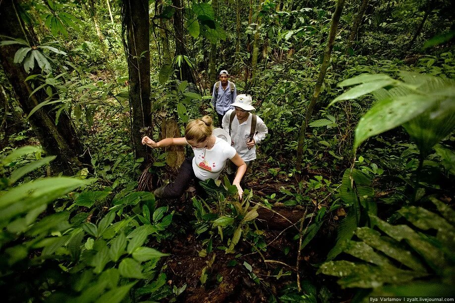 Through the jungle. Туристы в джунглях. Джунгли настоящие. Прогулка в джунглях. Джунгли люди выживания.