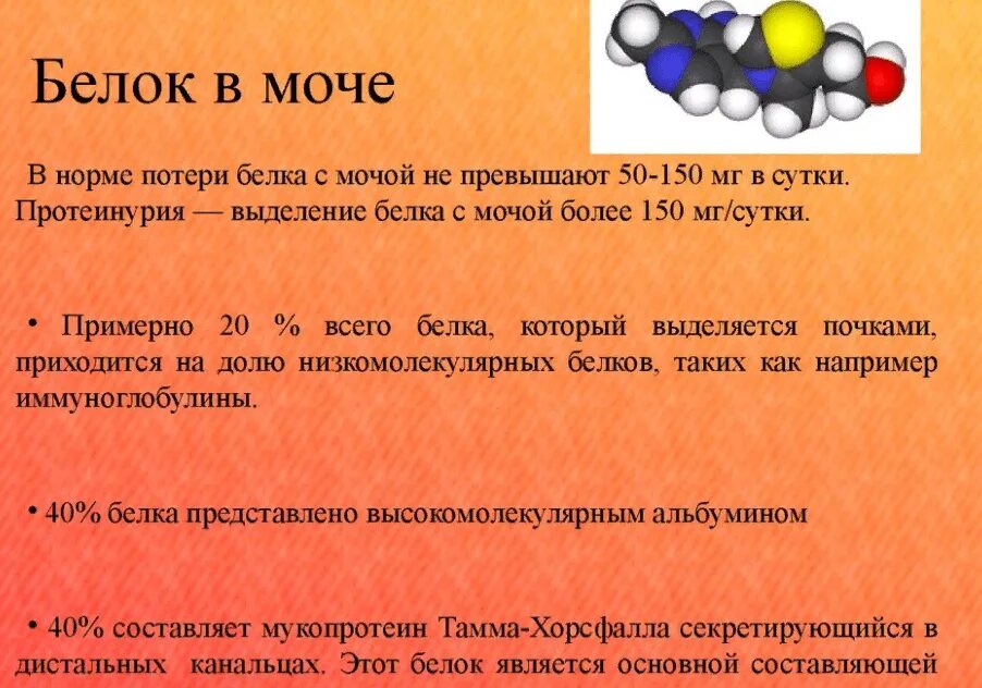 Белок в моче. Наличие белка в моче. Белок в моче повышен. Причины белка в моче.