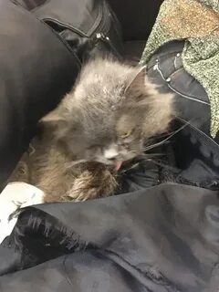 Усыпление кошки спб