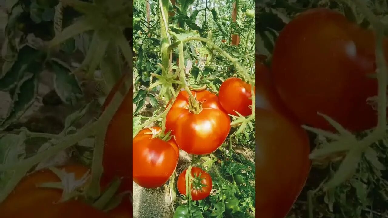 Томаты жар. Томаты жар