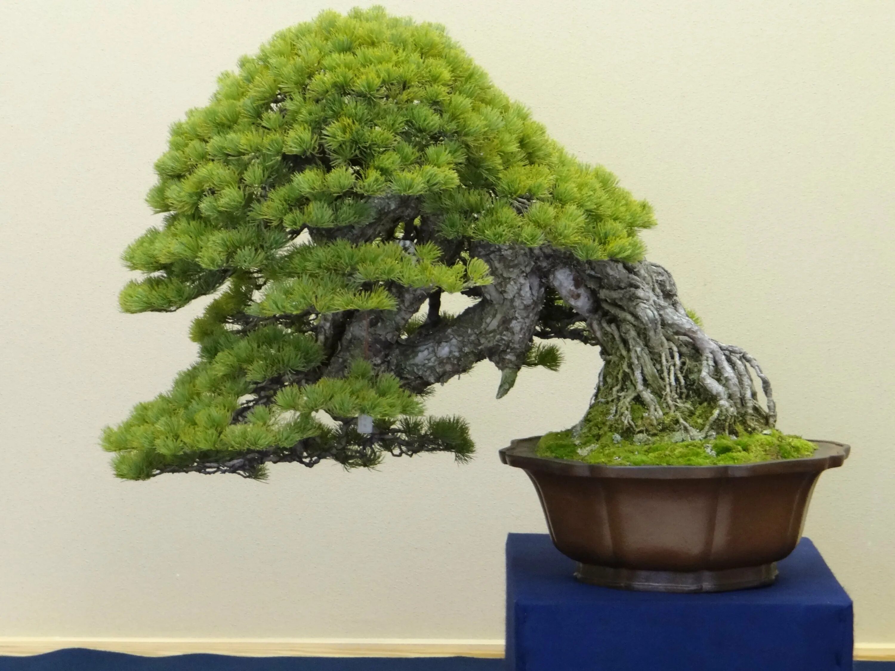 Бонсай Тюхин. Дерево Pine Bonsai. Бонсай эвкалипт. Мирт бонсай. Японский бонсай купить