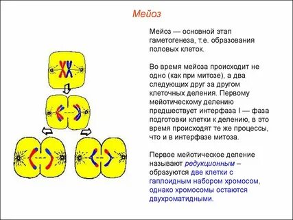 Мейоз конспект