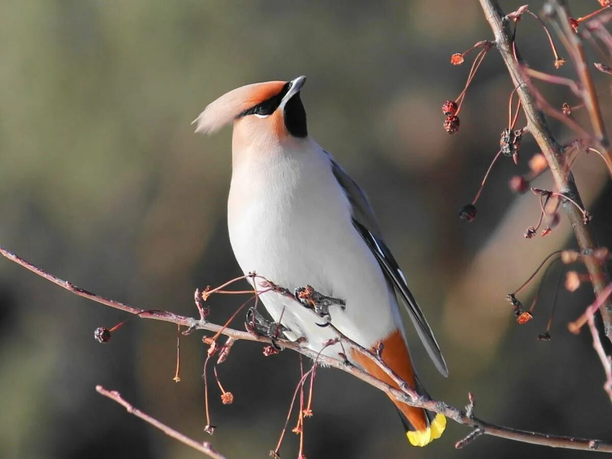 Сорокопут свиристель. Свиристель Южного Урала. Bohemian Waxwing птица. Свиристель обыкновенный ‒ Bombycilla garrulus (l., 1758).