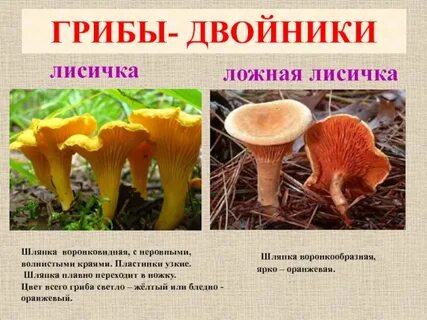 Ложная лисичка как отличить от съедобной
