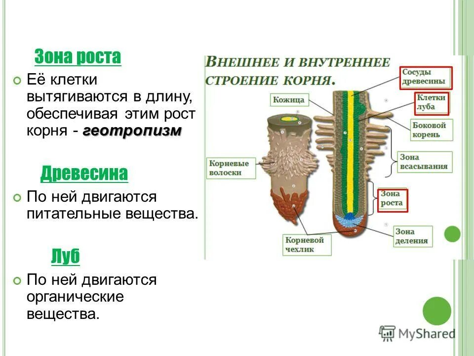 Клетки корня функции. Строение корня зоны. внутреннее строение корня 6 класс таблица биология. внутреннее строение корня зоны корня биология 6 класс. внутреннее строение корня зоны рисунок.