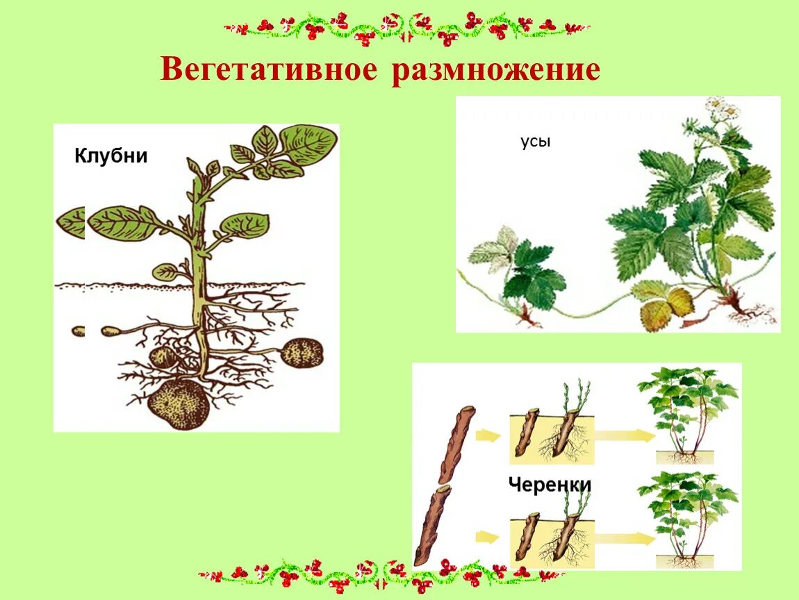 Размножение клубнями вегетативное размножение. Вегетативное размножение стеблями клубнями. Способы вегетативного размножения клубнями. Технология вегетативного размножения клубнями. Вегетативное размножение последовательность действий