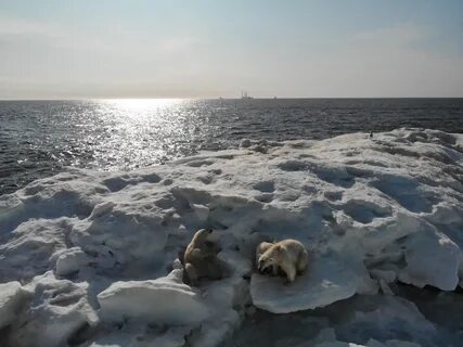 Суровые условия арктики