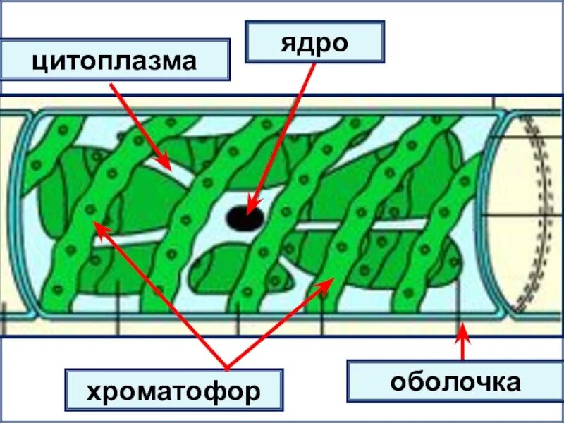 Строение клетки спирогиры. Водоросль спирогира клетки. строение многоклеточной водоросли спирогиры. строение клетки водоросли спирогира.