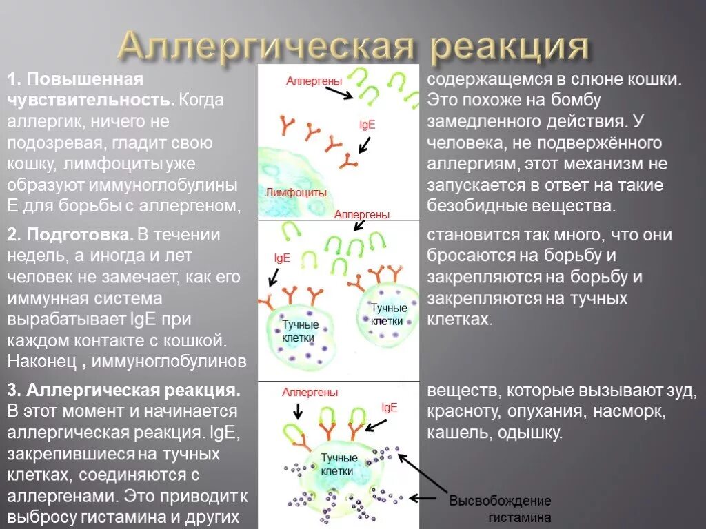 Иммуноглобулины аллергической реакции. Аллергическая реакция иммуноглобулин е. Иммуноглобулин аллергия. Иммуноглобулины при аллергической реакции. Повышенный аллерген