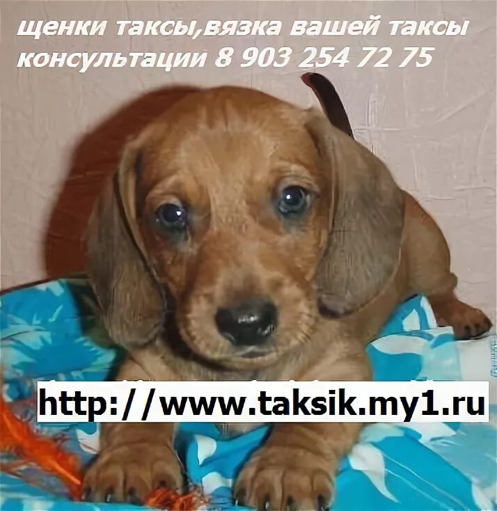 Такси такса телефон. Такса такси.