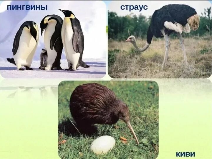 Вымерший вид крупных нелетающих птиц. Пингвины киви страусы. нелетающие птицы нелетающие птицы. страус нелетающая птица. птицы которые не летают.