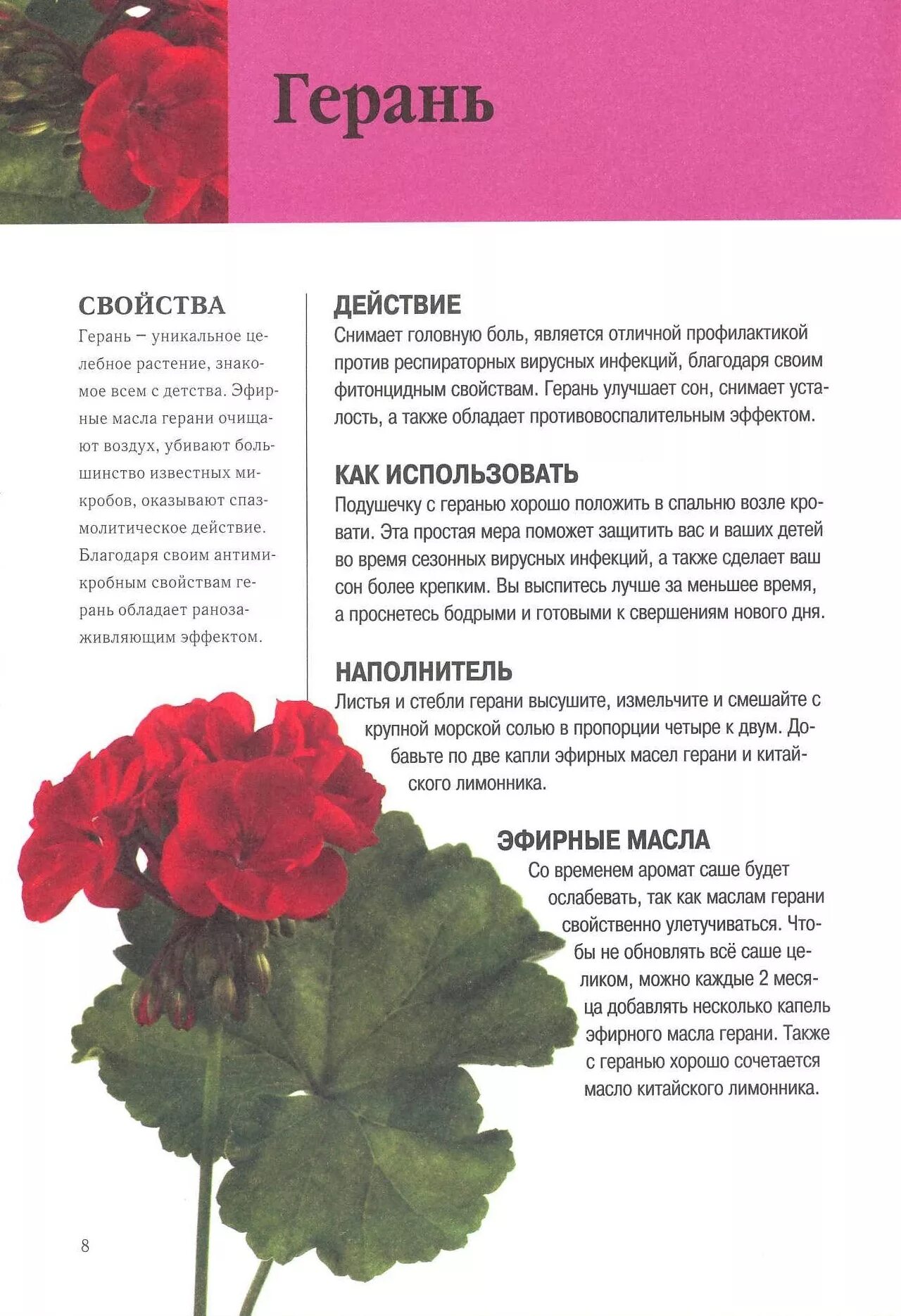 Герань значение. Лечебные растения герань. герань лекарственное растение. герань характеристика. пеларгония характеристики.