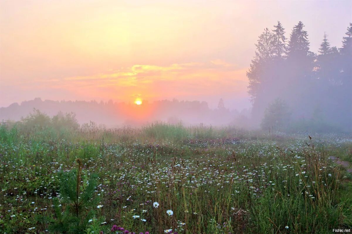 Утро вдали. Утренний рассвет. Рассвет туман. Летний рассвет. Туманное утро в поле.