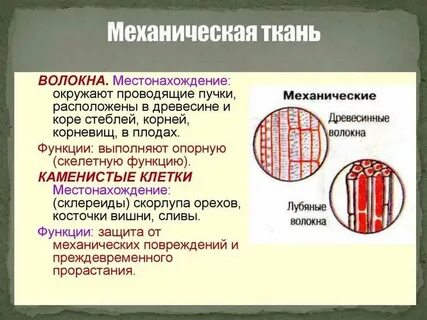 Какая ткань обтягивающая