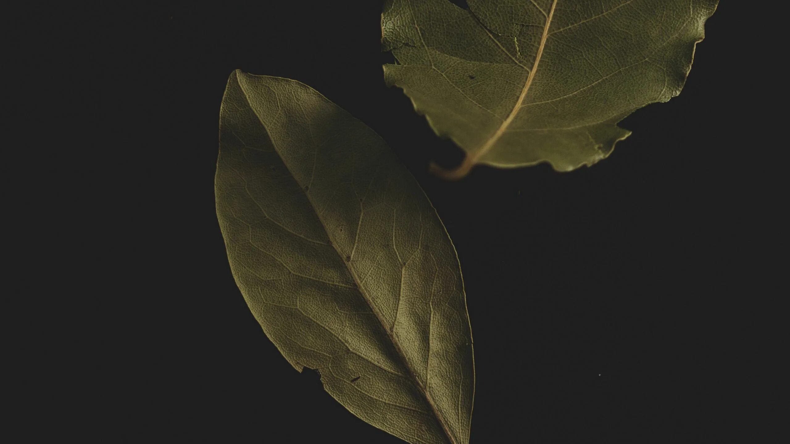 Лавровый лист. Листья на черном фоне. Листья на темном фоне. Лист лаврушки. Leaves on the back