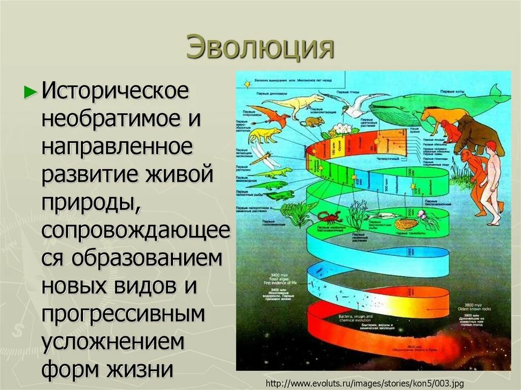 Историческое развитие Эволюция. История развития эволюционных идей. Историческое развитие живой природы. Необратимое историческое развитие живой природы.