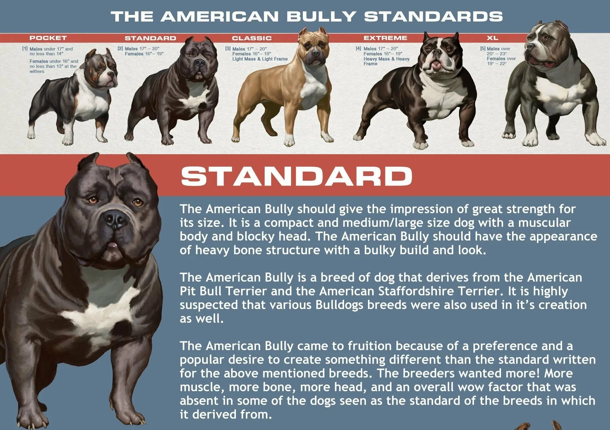 Сколько длится бульдог. Американский бульдог булли. Булли покет собака американский. Американский булли покет Классик. Американский булли покет стандарт.