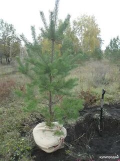 Сосна 1 год
