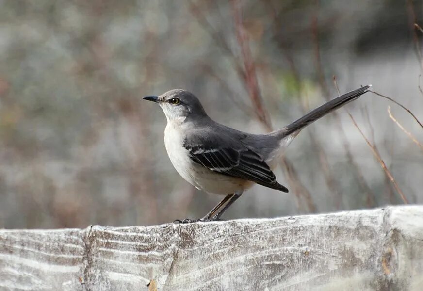 Mockingbird reman