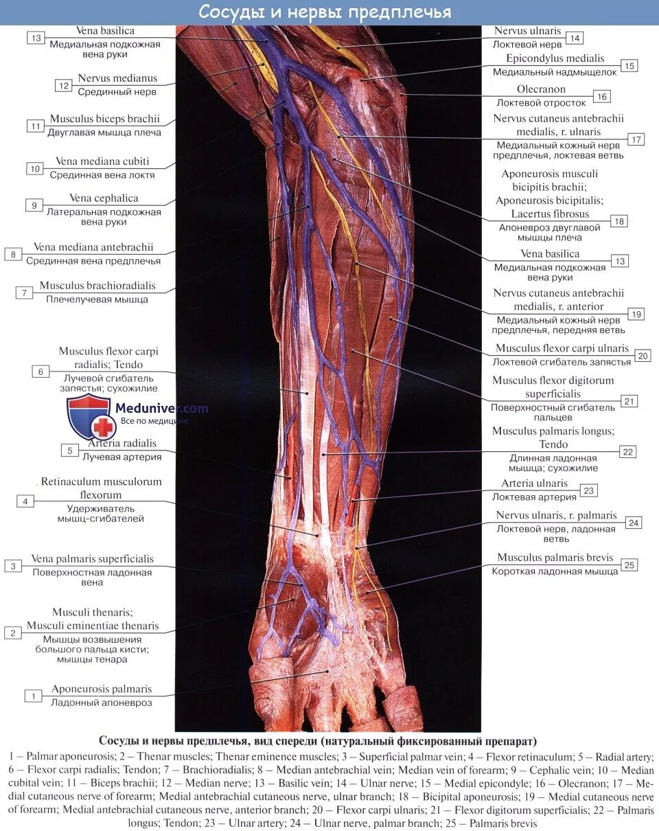 Ход локтевого нерва топографическая анатомия. Локтевой нерв в средней трети предплечья. Локтевой нерв анатомия топография.