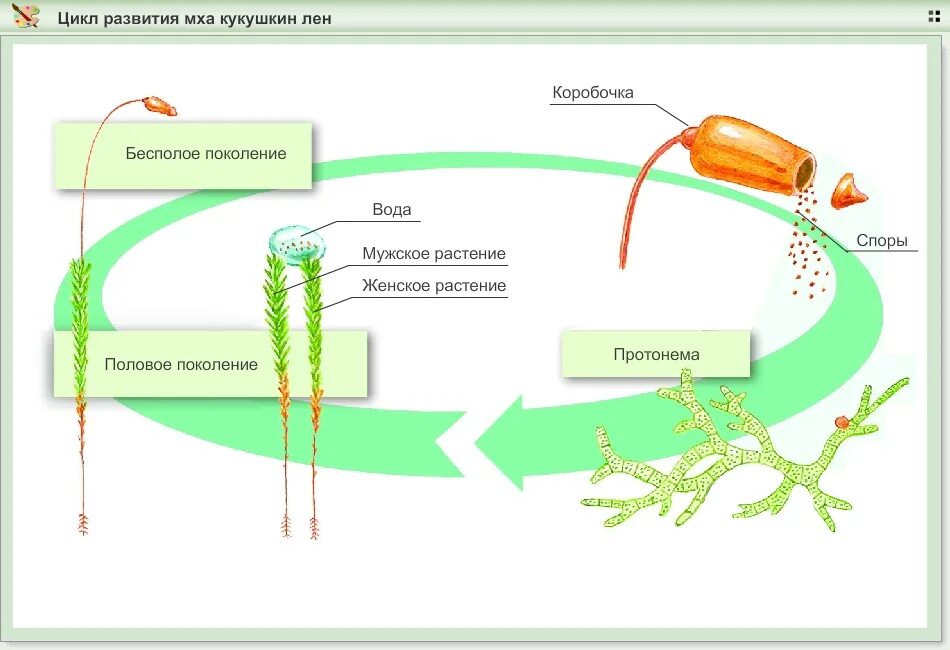 Зеленый мох кукушкин лен размножение. Цикл развития Кукушкина льна схема 5 класс. Кукушкин лен жизненный цикл схема. Жизненный цикл Кукушкина льна схема. Цикл развития мхов 7 класс биология.