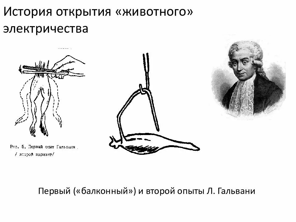 Первый опыт мм. Опыты Луиджи Гальвани. Луиджи Гальвани опыт с лягушкой. 1 И 2 опыт Гальвани физиология. 2. Первый и второй опыты Гальвани..