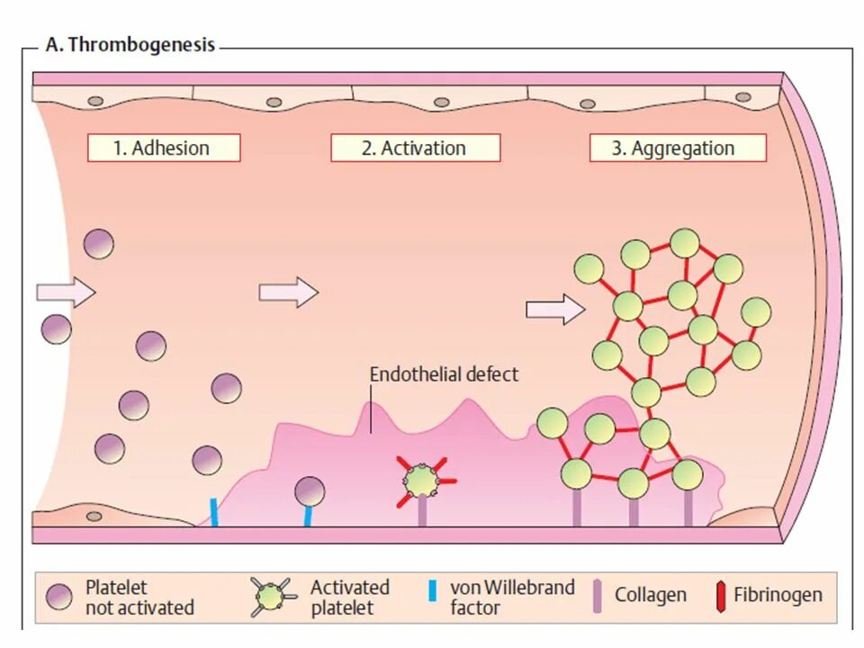 Коллаген агрегация. Схема активации тромбоцитов. Коллаген активация тромбоцитов. Активированные тромбоциты. Фактор активации тромбоцитов.
