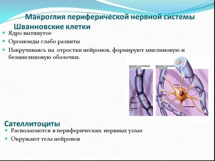 Периферические нервные узлы