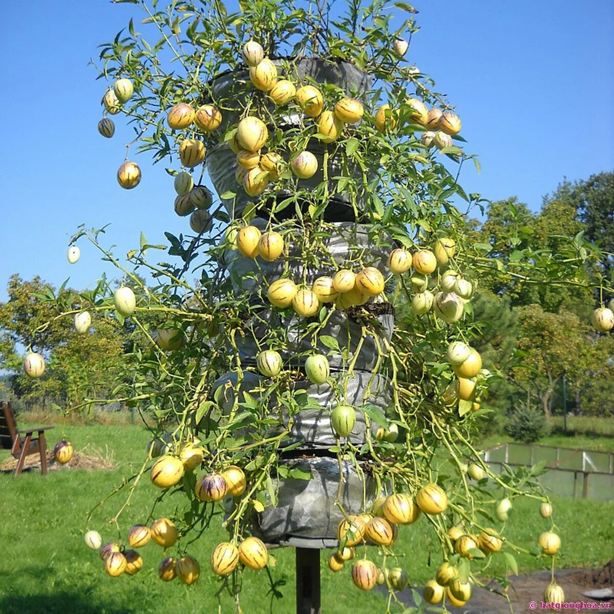 дынная груша семена