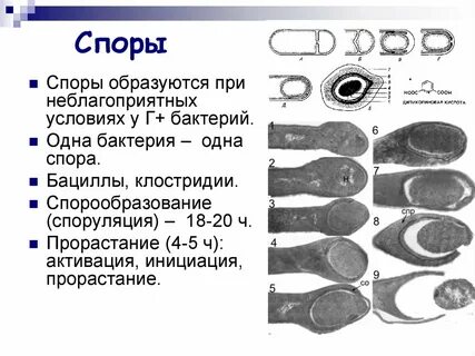 Вид бактерии образующие споры