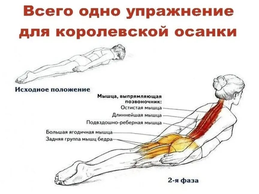 Упражнения для укрепления мышц спины и поясницы. Упражнения для закачивания мышц спины. Упражнение длспины. Упражнения дл яспиы.