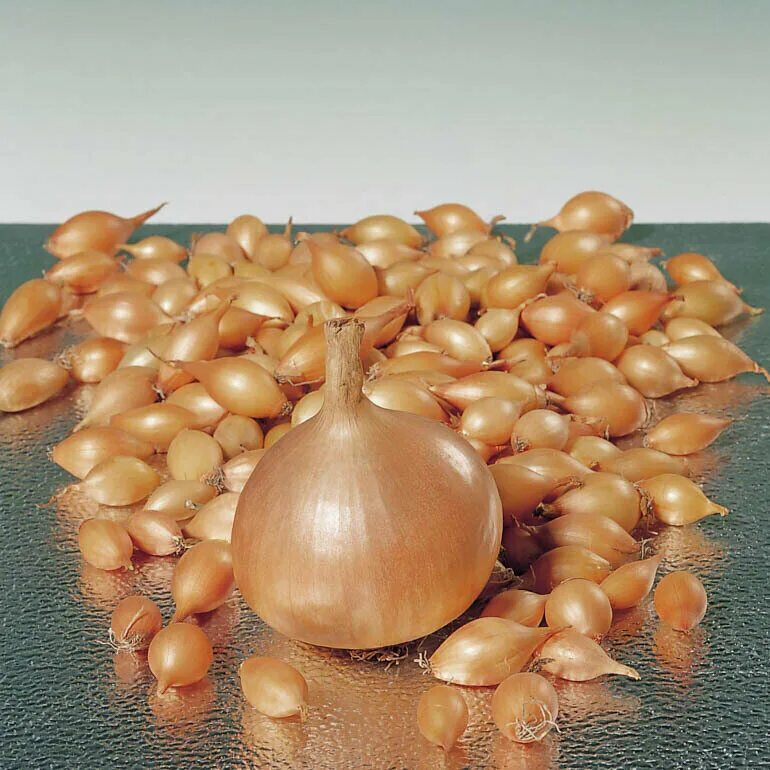 Севок сорта. Лук-севок стурон. Лук севок семко. Лук севок сорт стурон. Севок сорта.