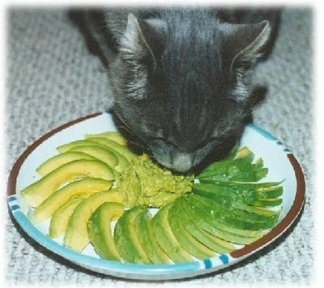 Милые авокадо котики. Можно ли котам авокадо. Кот ест авокадо. Toys avocado для кошек. Животное ест авокадо.