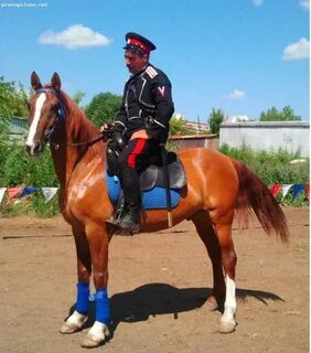 Конь атаман