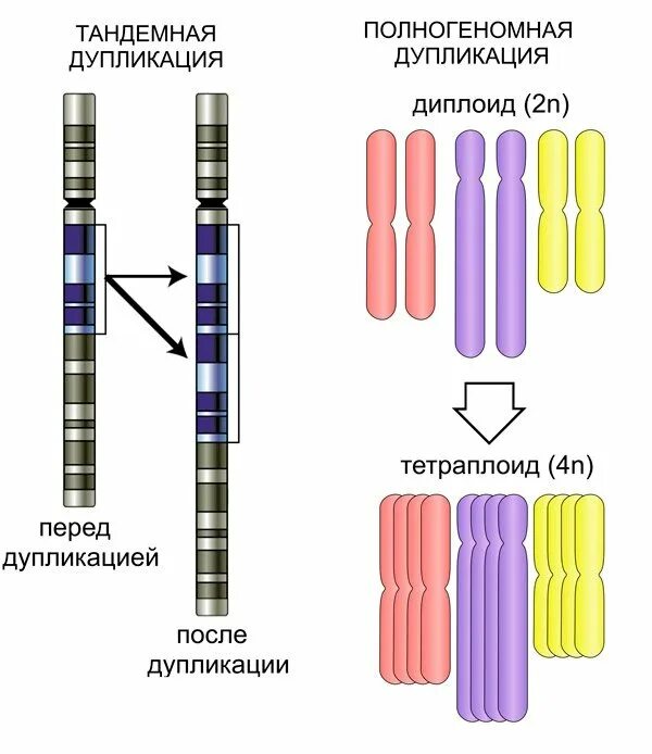 Изменение окраски хромосом. Тандемная дупликация. Дупликация участка хромосомы. Схема дупликации генетика. Делеция хромосомы.