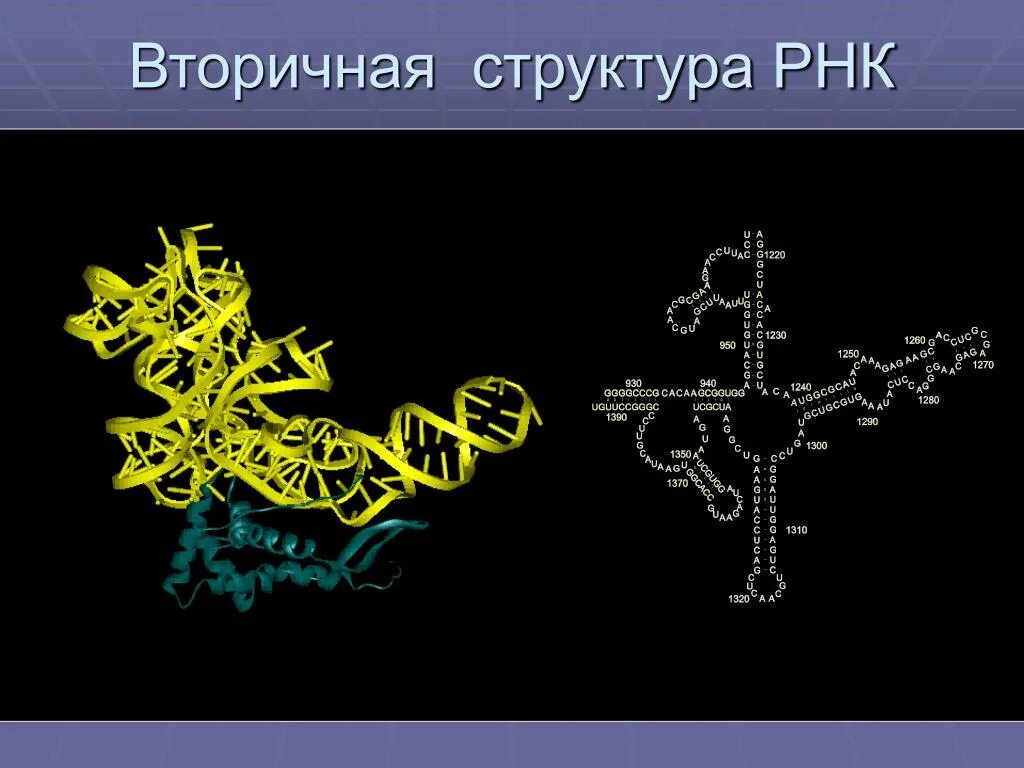 Разрушение рнк. Строение вторичной структуры ТРНК. Вторичная структура РНК. Вторичная структура т РНК. РНК.